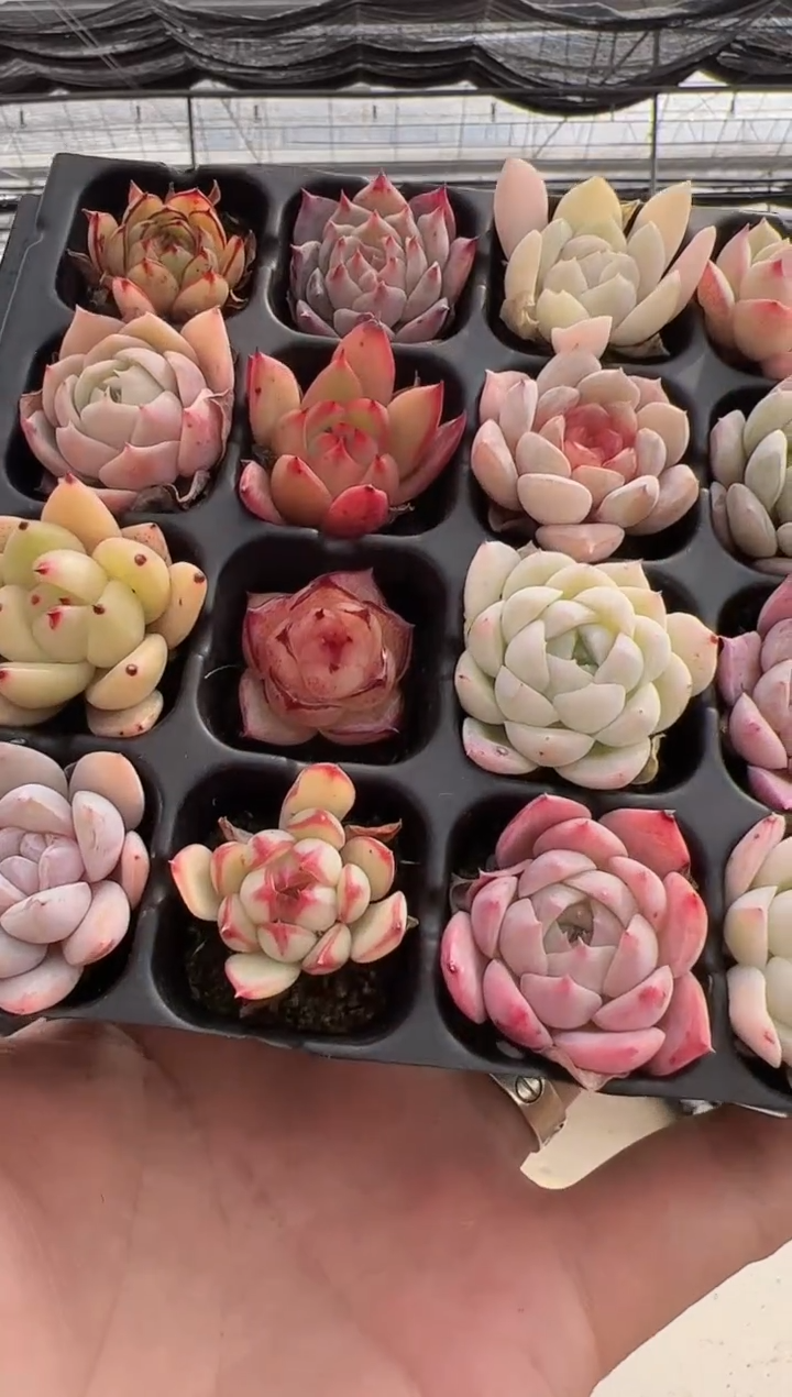 【闪购商品】穴盘-32