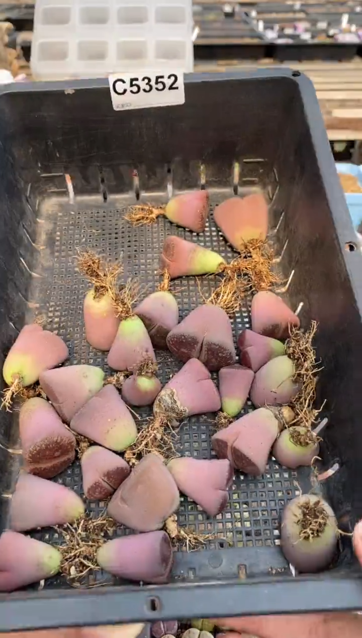 5352 不售后 直播一物一拍