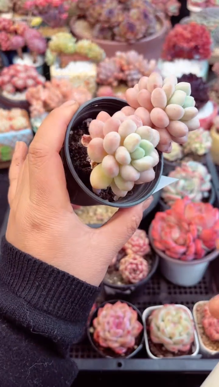 【闪购商品】8309双头鱼子酱多肉