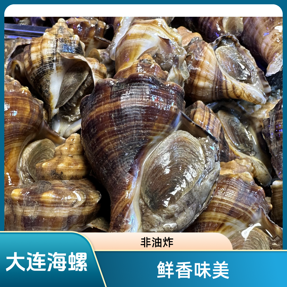 大连本地纯海螺，非皮厚红里螺 浆螺 大连发货