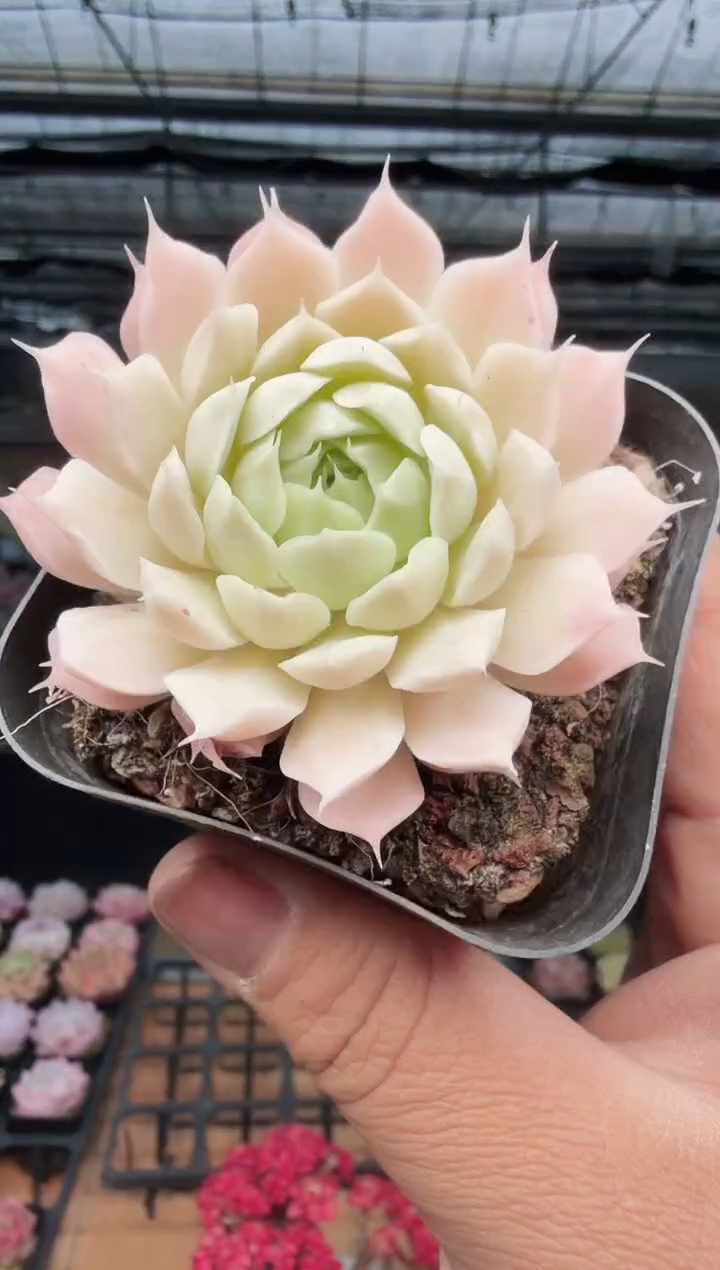 东云多肉园新款-501