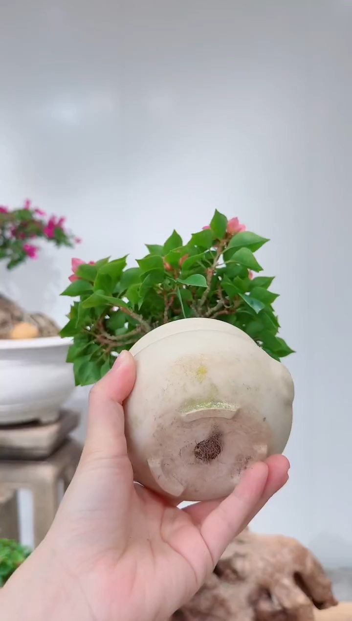 无花朵未****凉三角梅塔橙