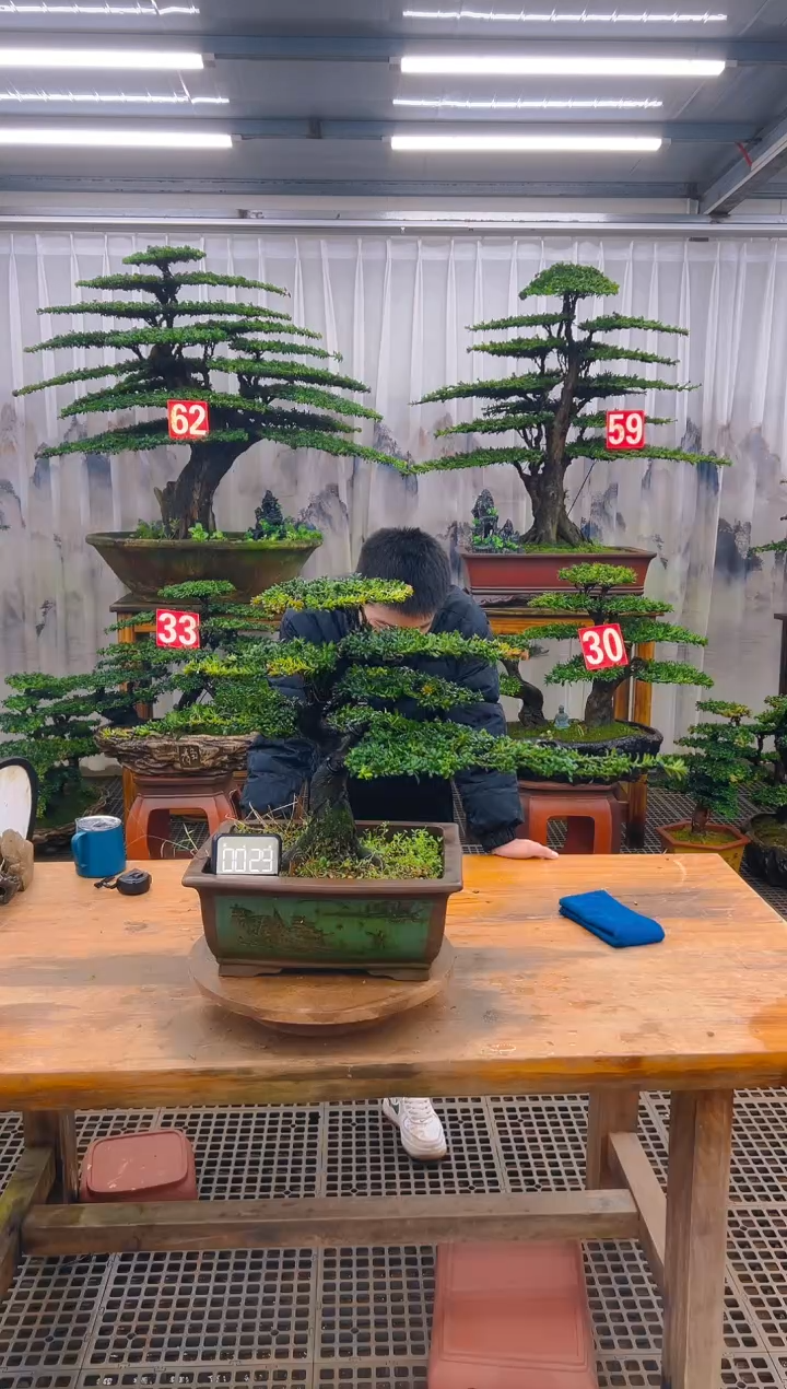 无花朵精品盆景直播间一物一拍