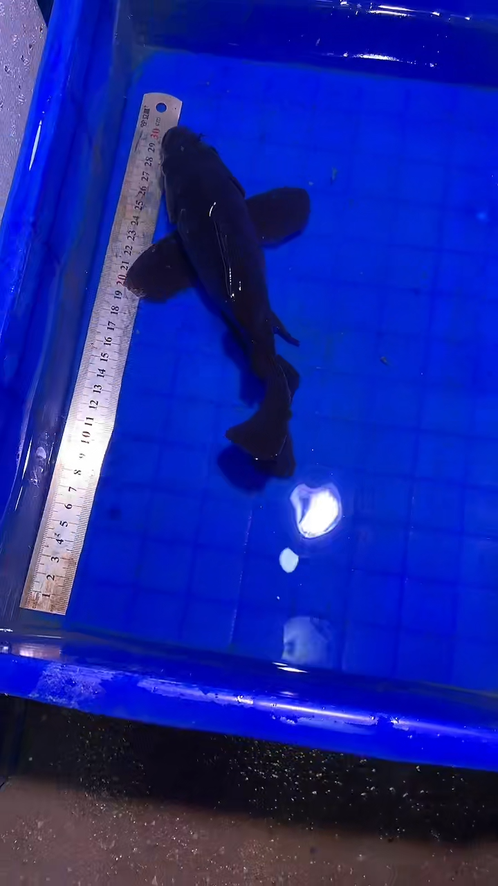 蝴蝶鲤鱼蝴蝶鲤直播选鱼专用链接 凭开箱视频售后