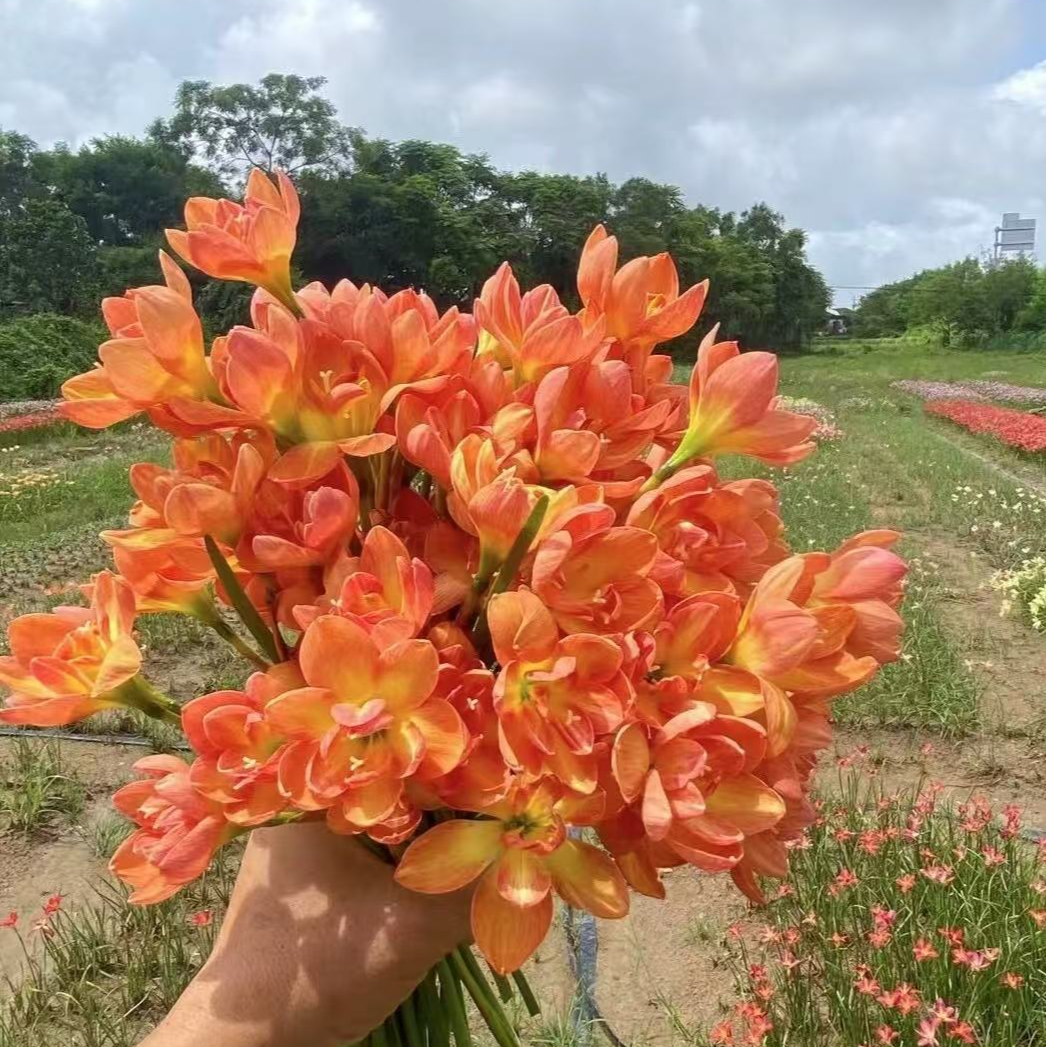旺奇拉 重瓣风雨兰种球盆栽地栽耐高温室内花卉