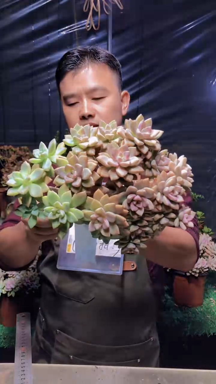 200淡雪缀化（一物一拍）