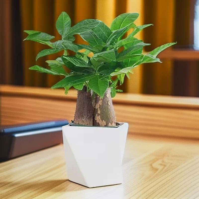 三杆发财树小盆栽植物办公室内三杆原生招财好养盆景花卉绿植大明