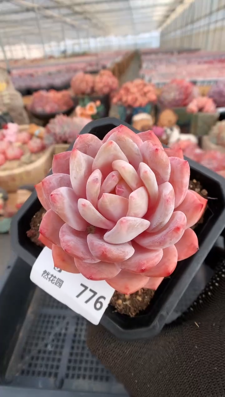 【闪购商品】776雪天使一物一拍