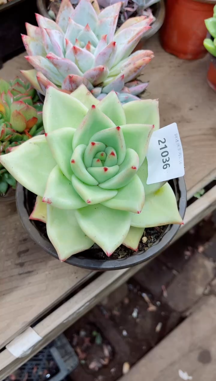 疍****坊21036多肉植物一物一拍