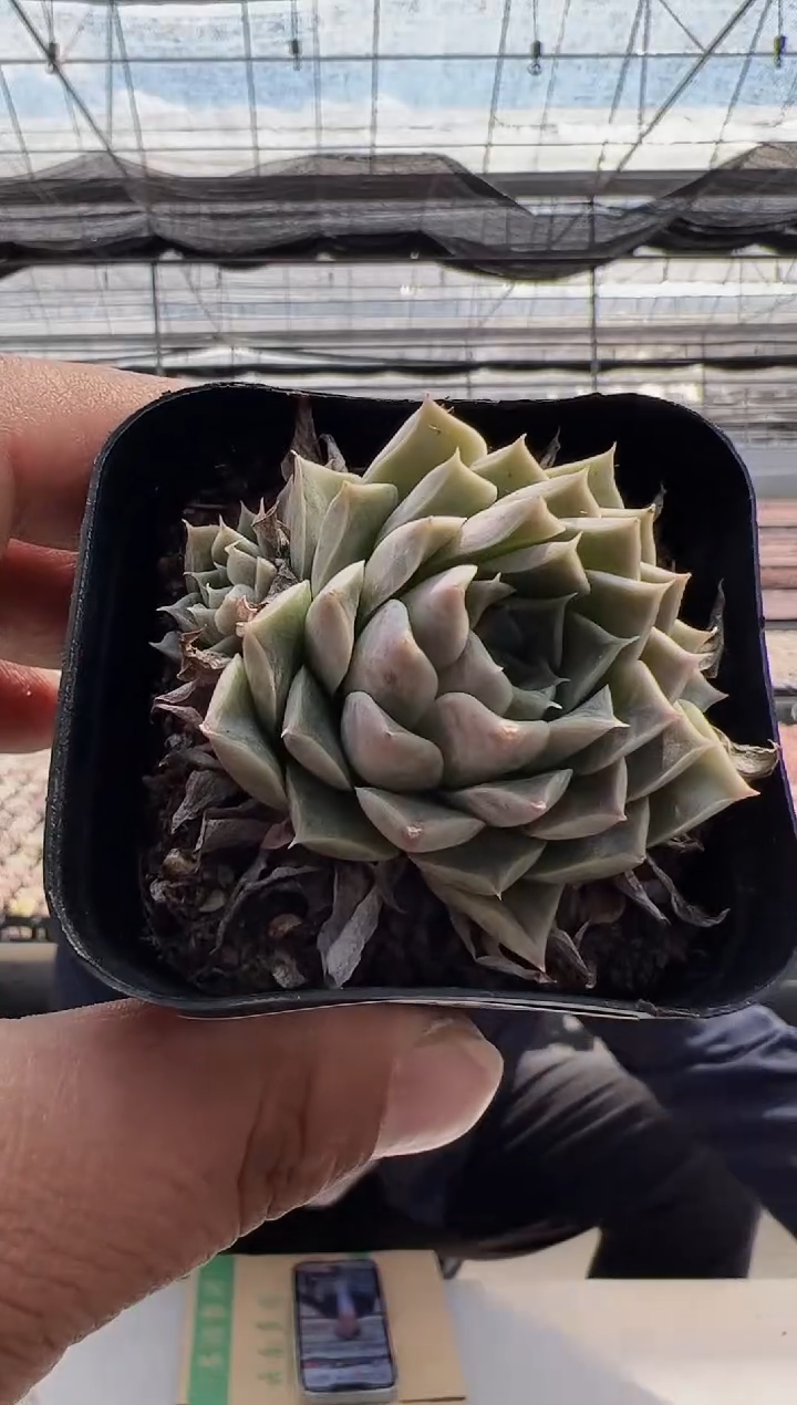 【闪购商品】新款多肉-185