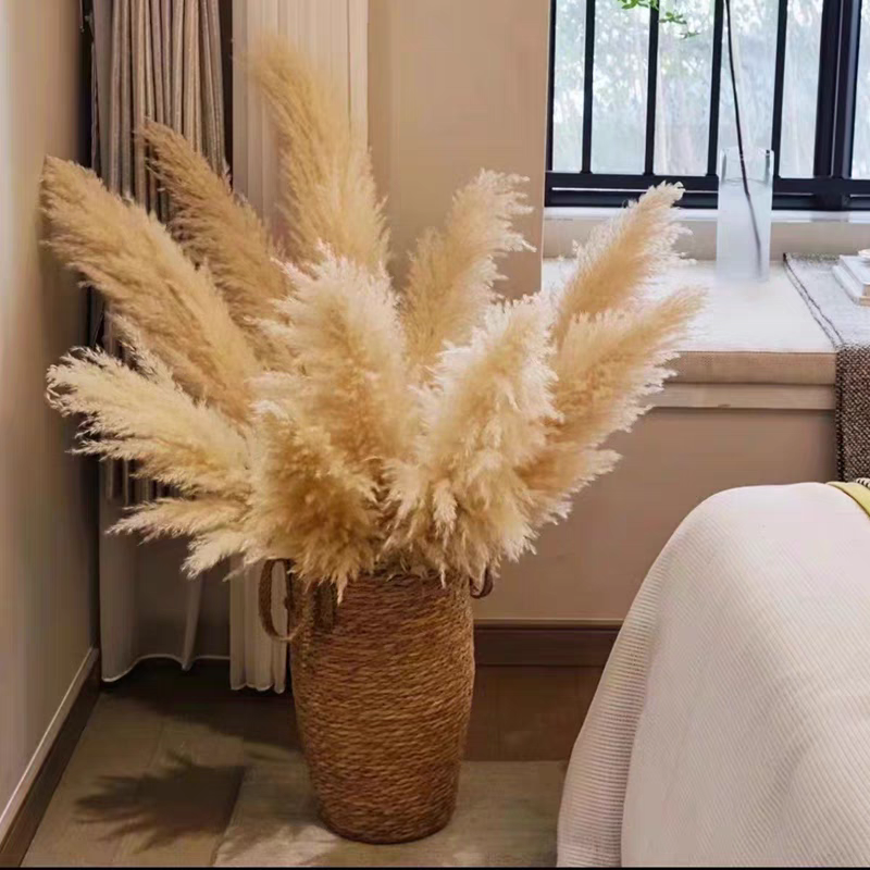 天然真花大芦苇欧美客厅北欧家居客厅插花装饰干花真花风干