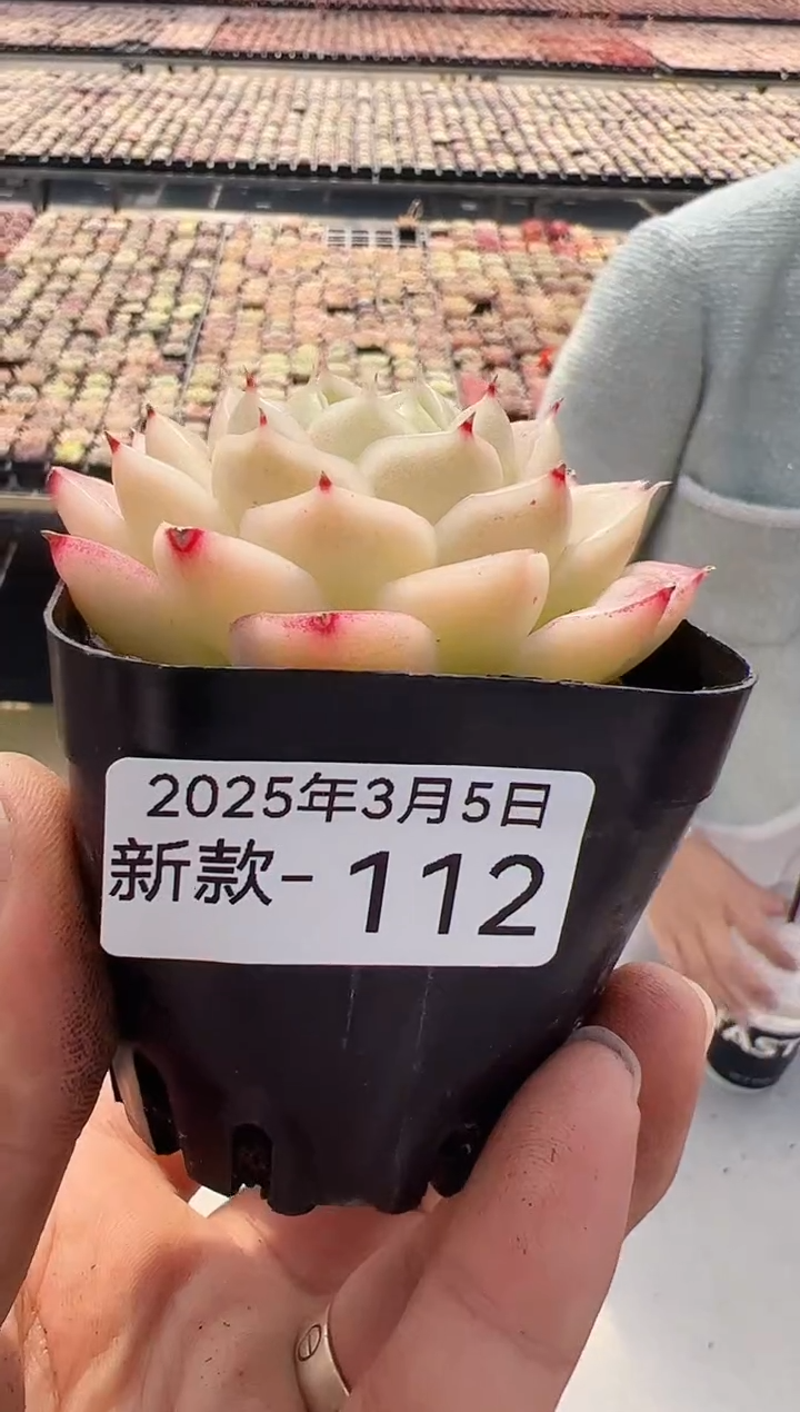 【闪购商品】新款多肉-112