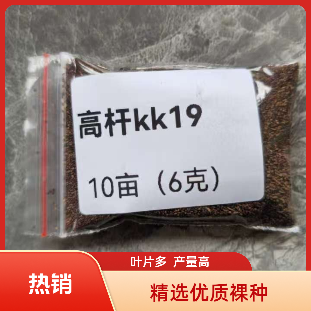 裸种高杆kk19高海拔种植，高产耐肥王(k)