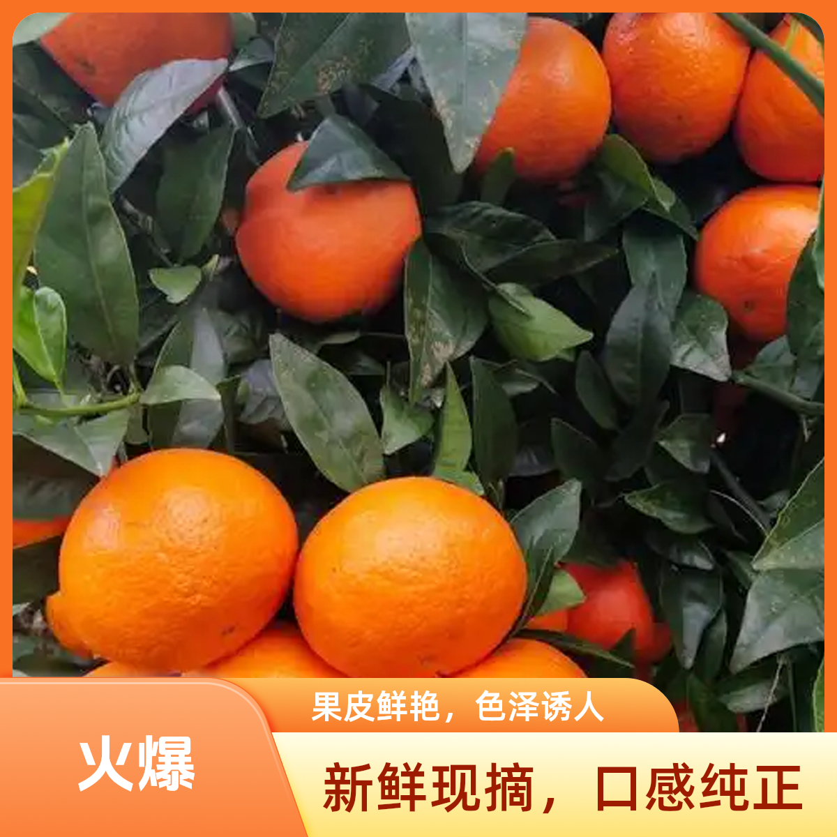 正宗嫁接(沃柑苗)