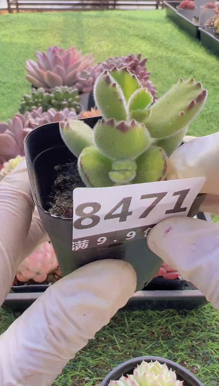 【闪购商品】信福多肉一物一拍