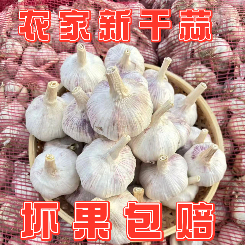 新干蒜紫皮大蒜头新鲜紫白皮蒜可种农家自种大蒜