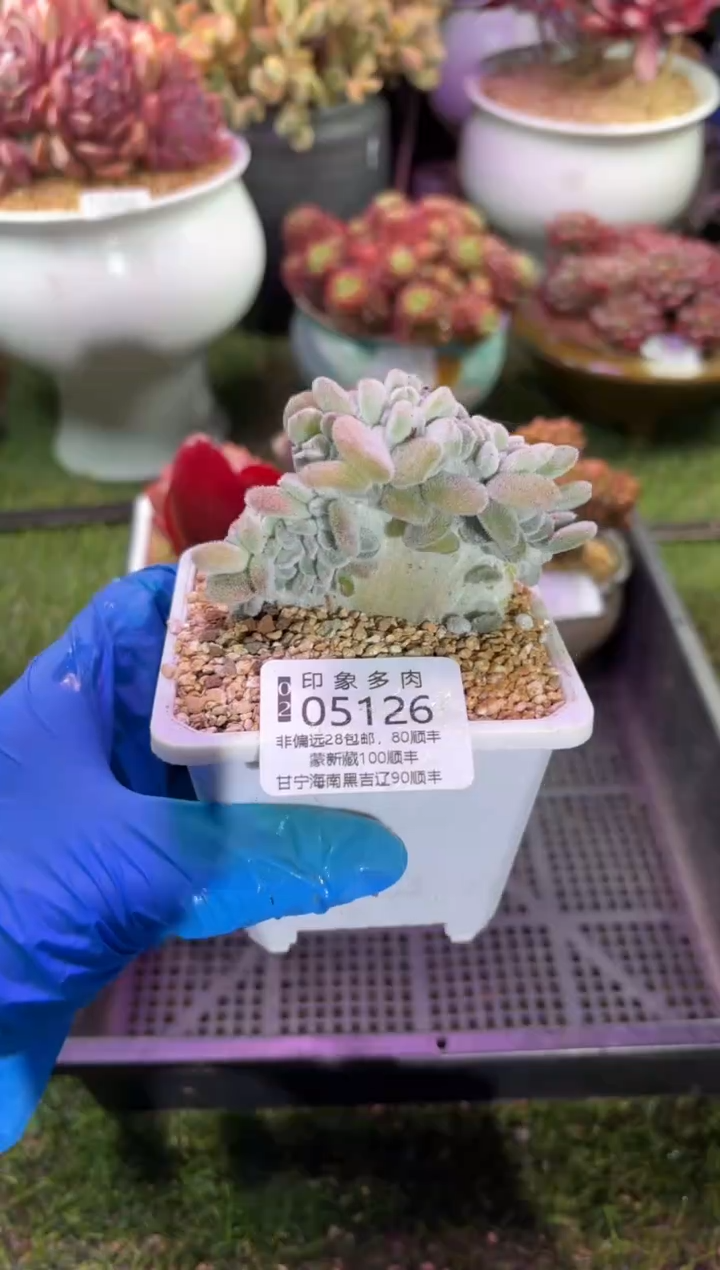 【闪购商品】05126