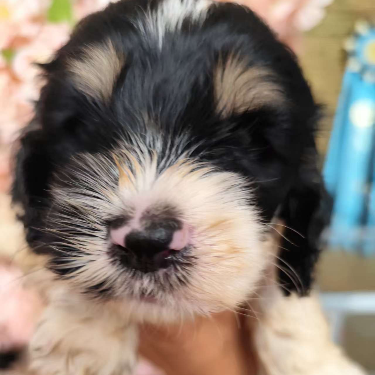 可卡布犬幼犬幼崽纯种活体小狗