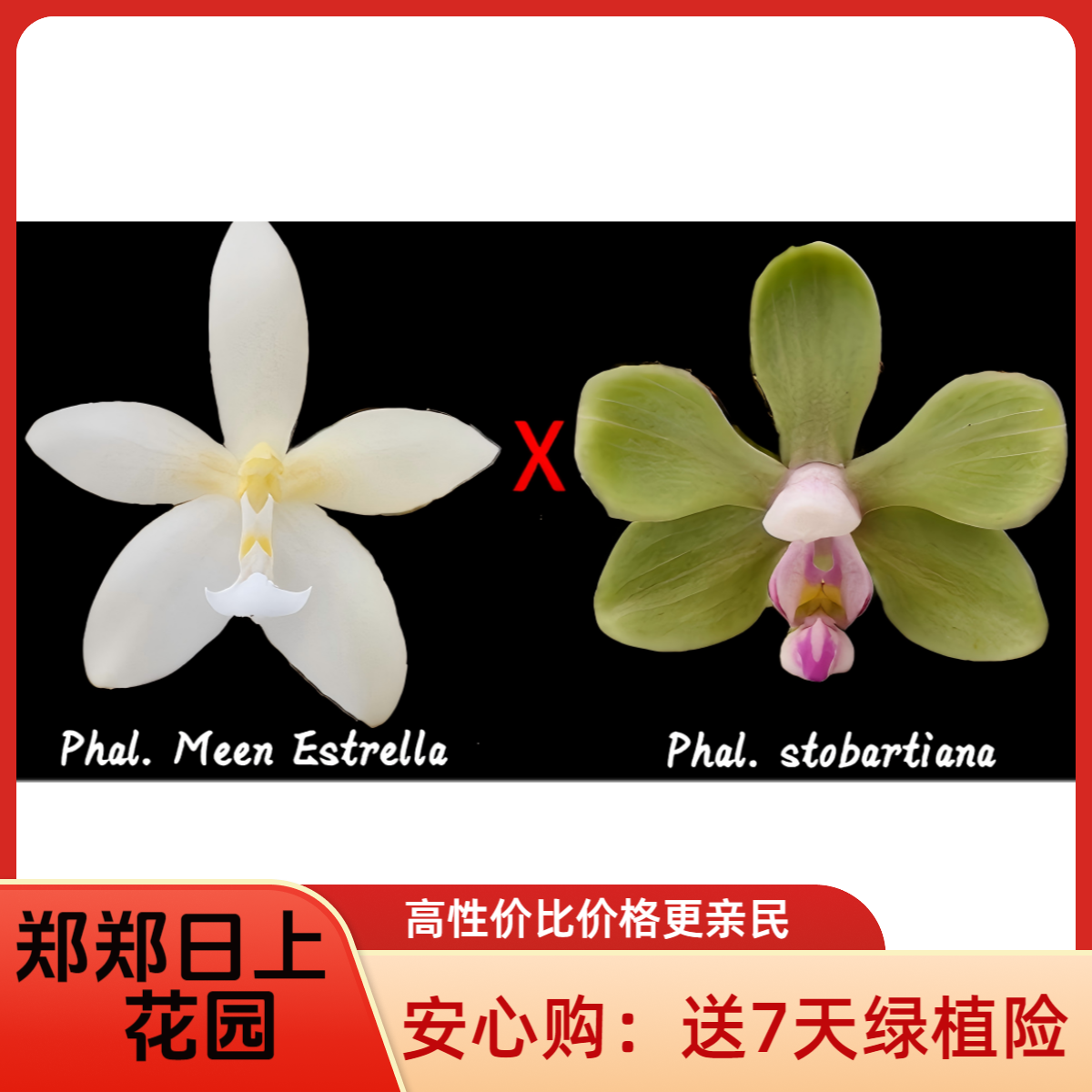 蝴蝶兰 奶黄鹿x滇西 1.7寸实生苗 微瑕少根
