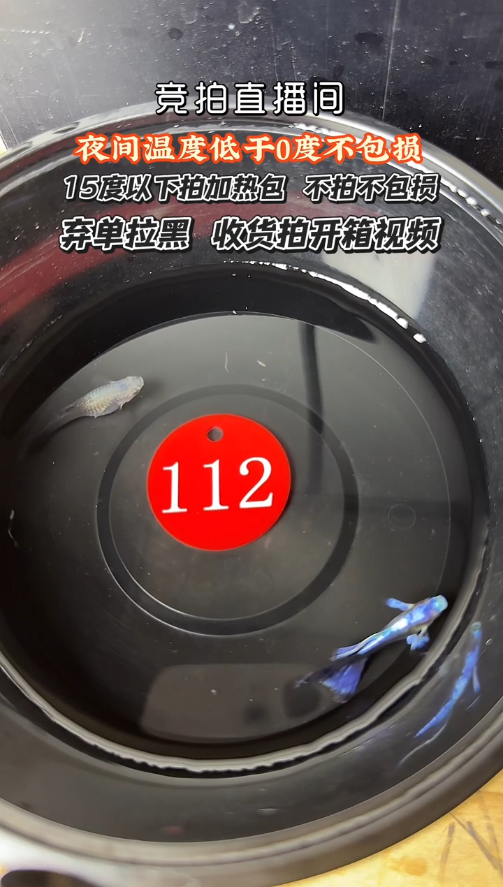 孔雀鱼112 紫礼服一对