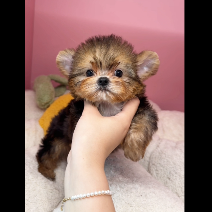 112 雪白银约克夏小体犬狗狗妹妹