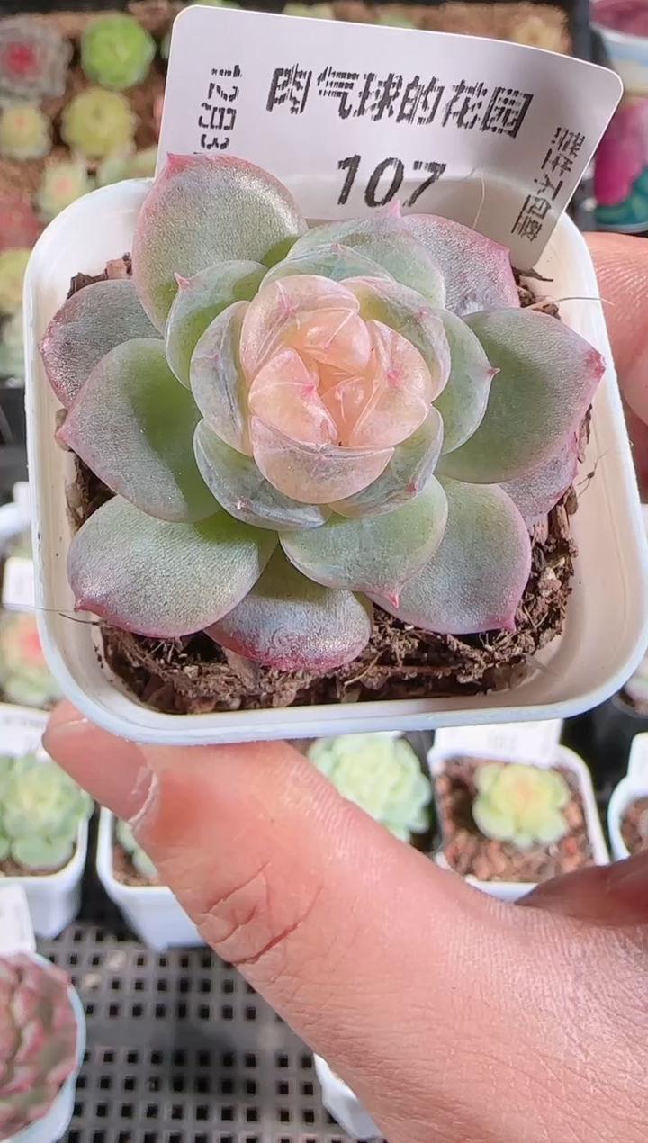 1203-107芳辰多肉群生不包整