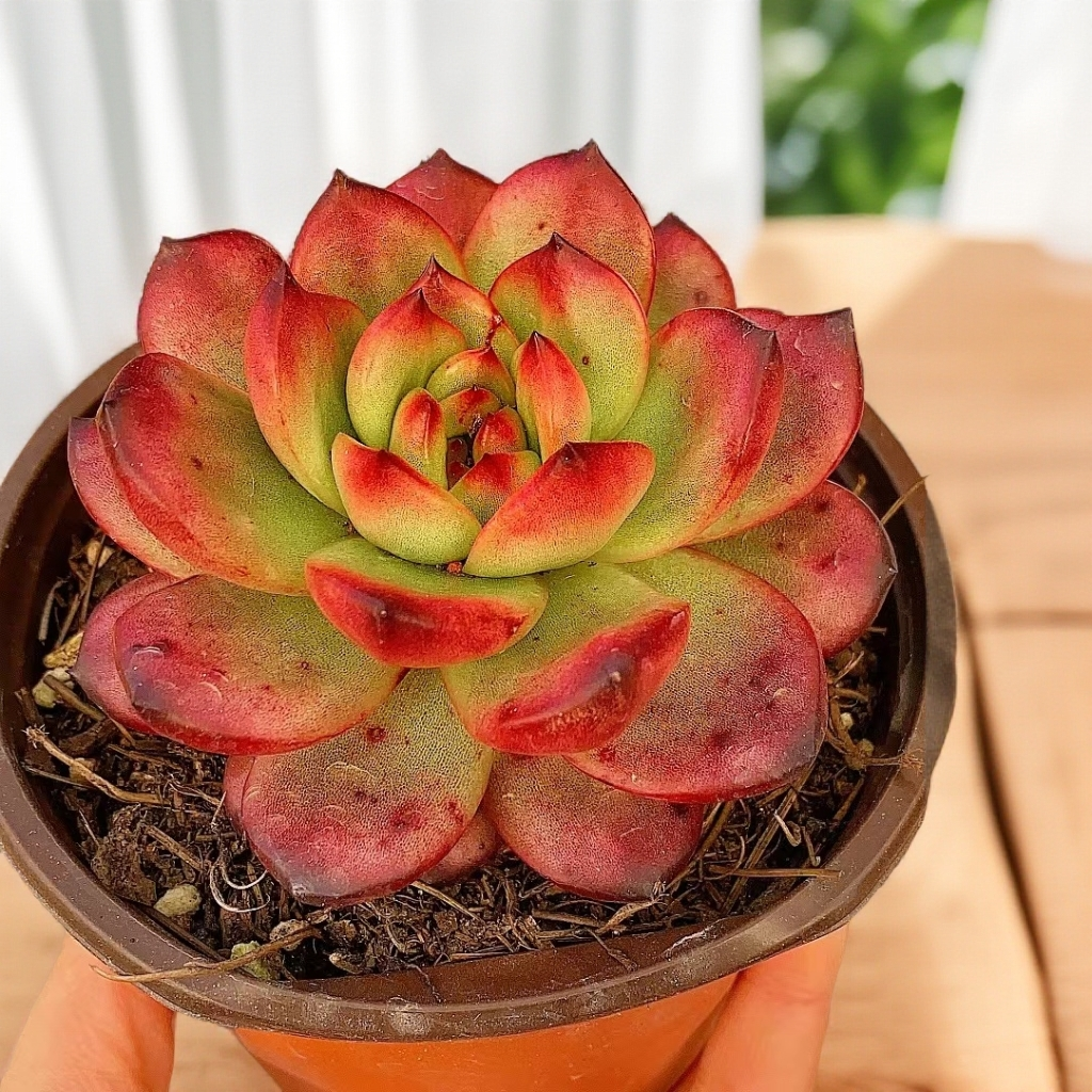 TM  单头起  脱土 精品贵货  以直播展示为准 【多肉满15包邮】