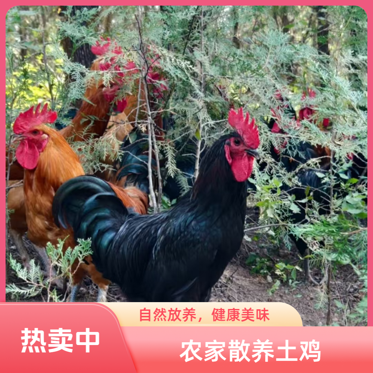 乡村农家粮食散养土鸡  土鸭等