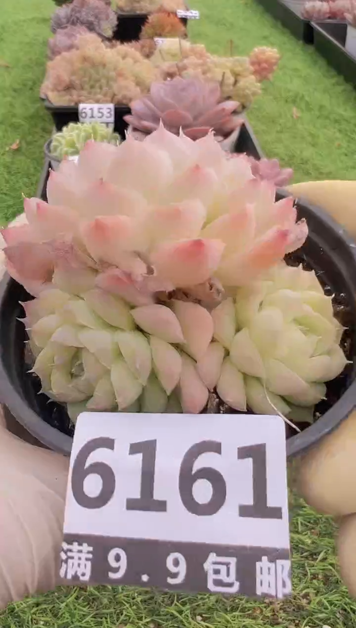 【闪购商品】信福多肉一物一拍