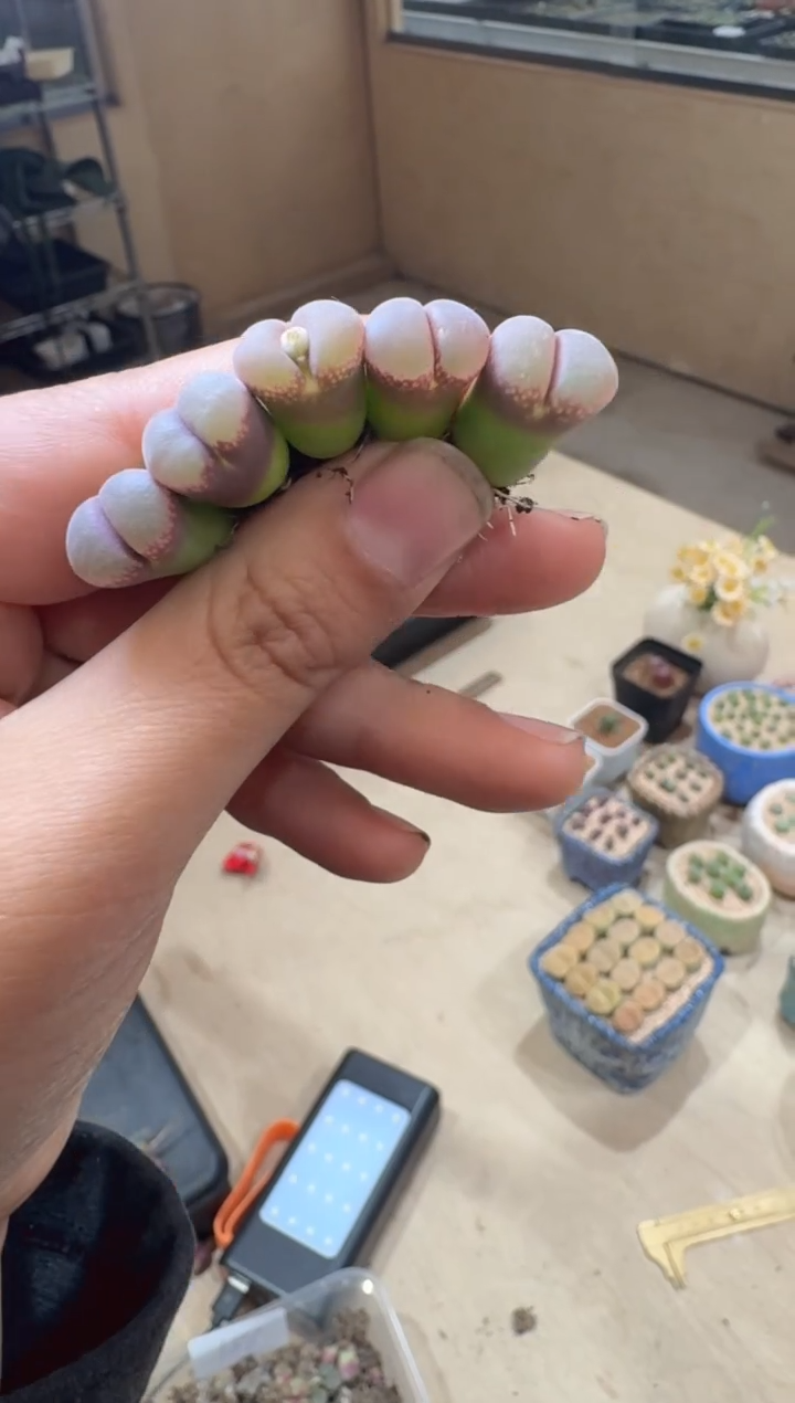 12-65多肉植物肉锥紫烟一颗