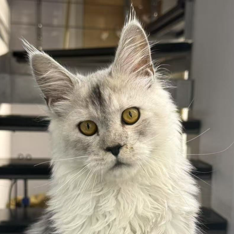 来了姊妹-烟色缅因猫 弟弟 11