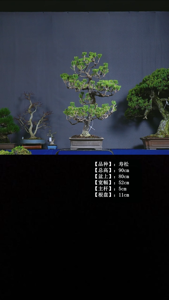 无花朵寿松 不包邮