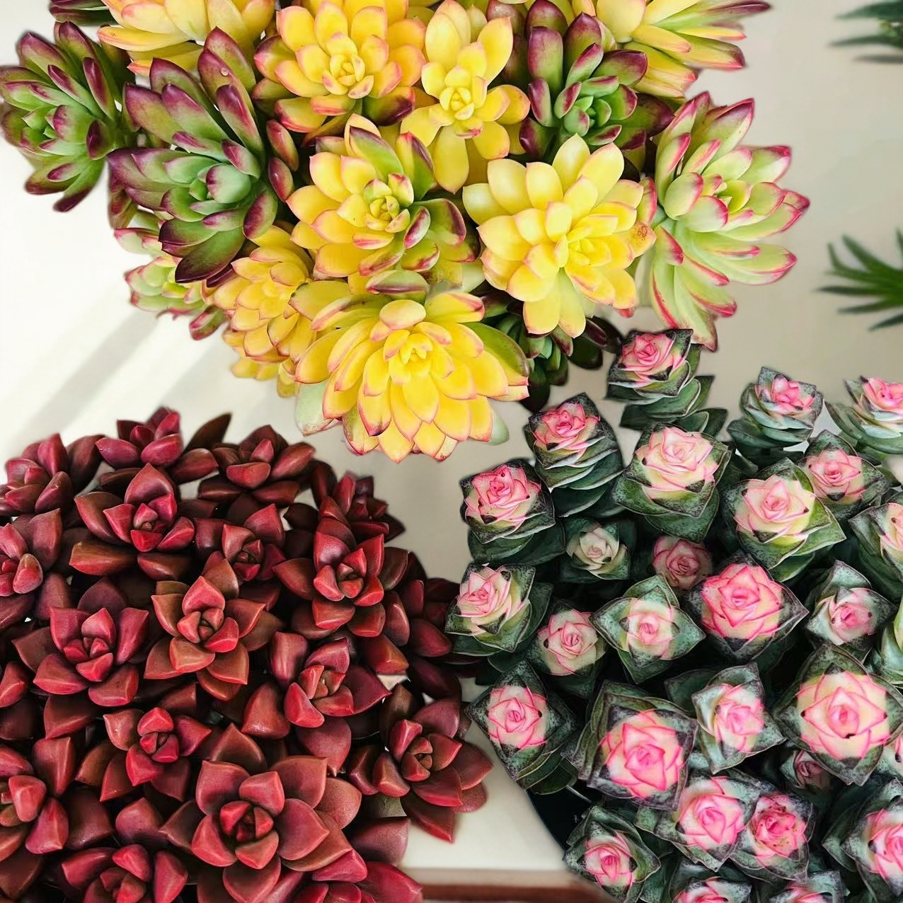 叮当锦+姬胧月+彩虹钱多多带盆带土多肉植物新手简单好养活