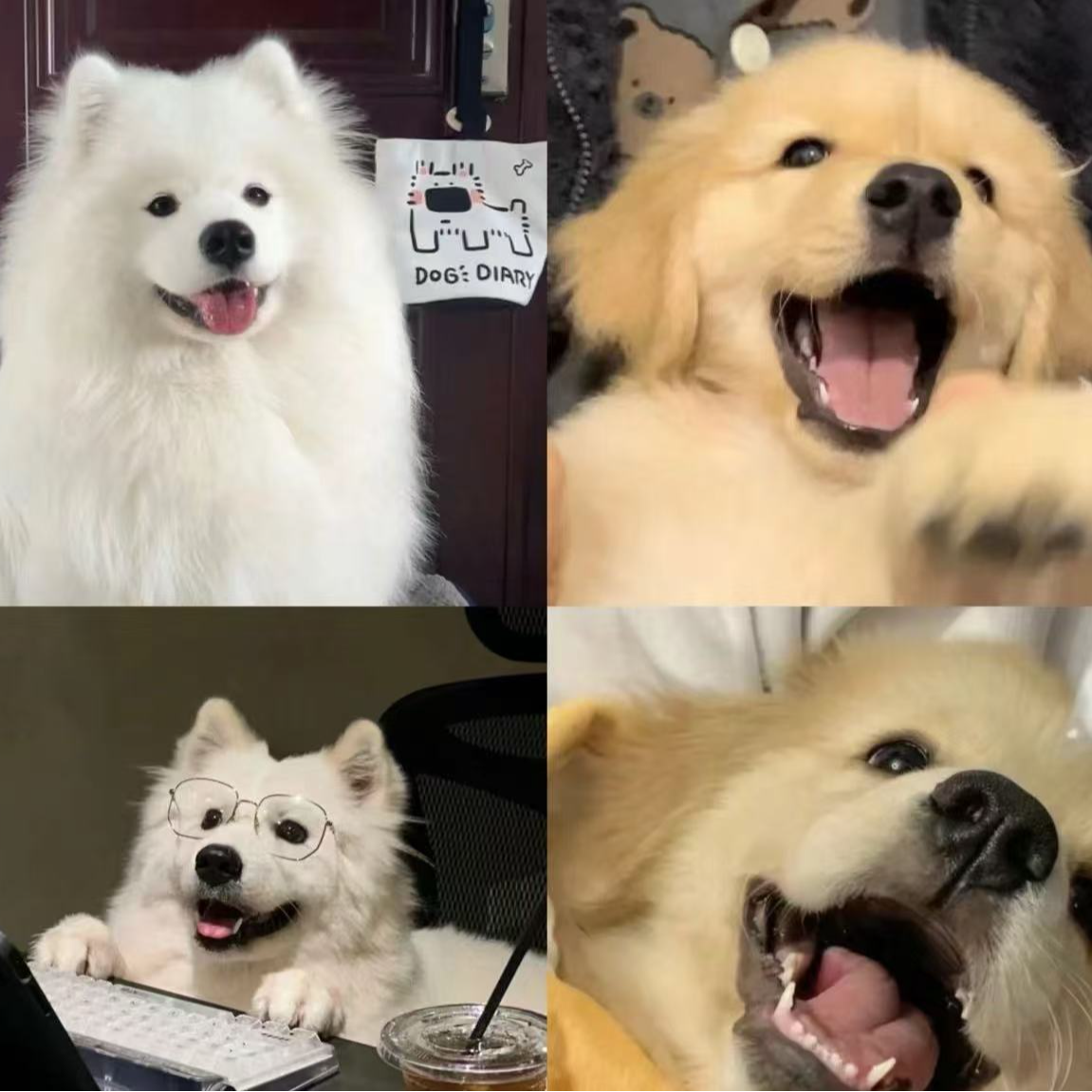 宠物狗狗金毛拉布拉多哈士奇萨姆阿拉斯加比格比熊泰迪德牧柴犬