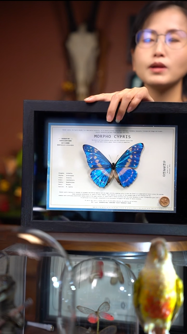 Z212       塞浦路斯闪蝶