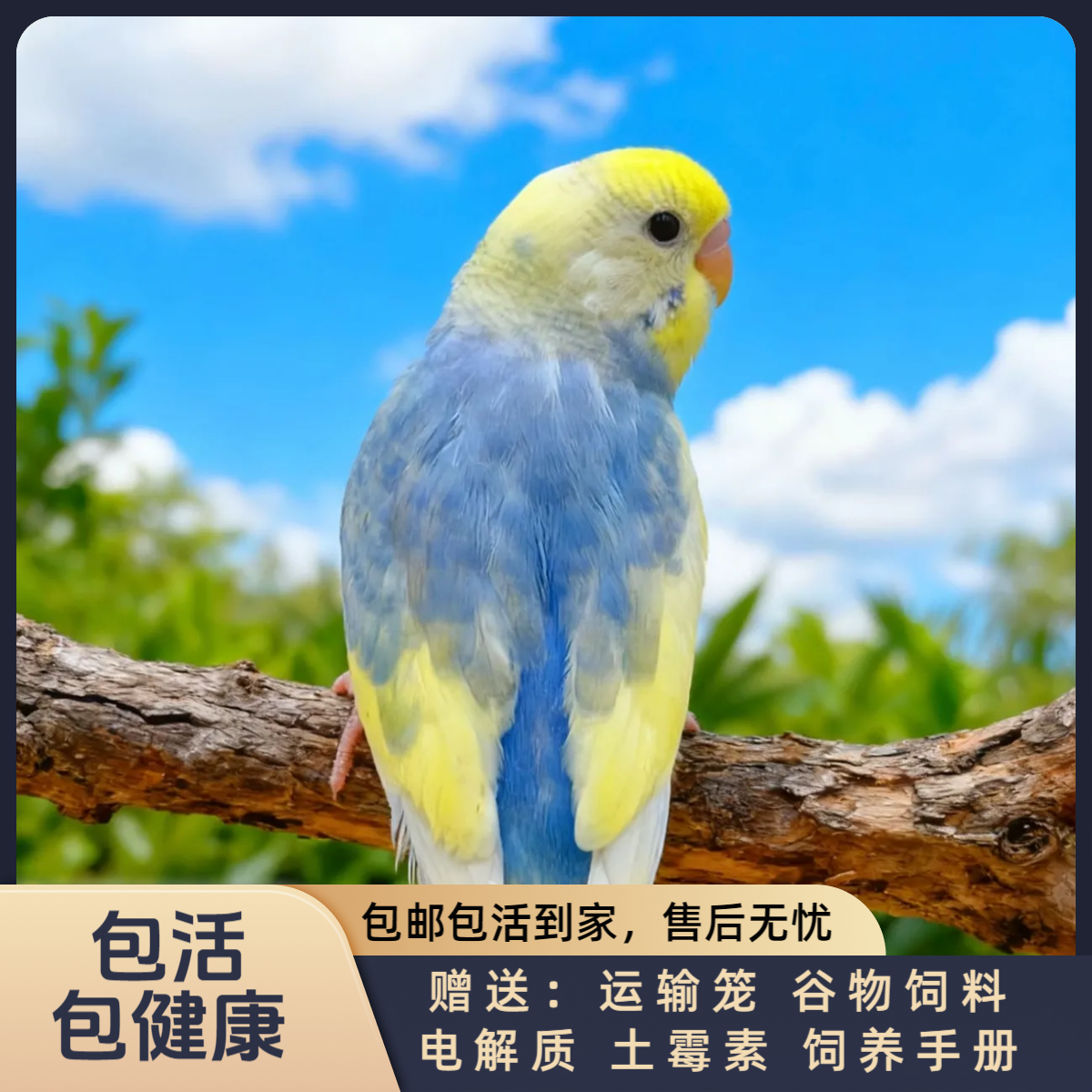 【潇潇金彩】手养金彩鹦鹉亲人粘人适合老人孩子学生观赏鸟