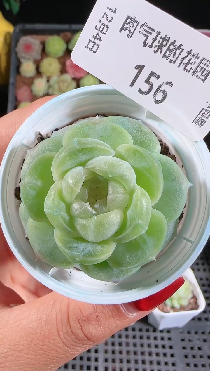 1204-156流光多肉群生不包整