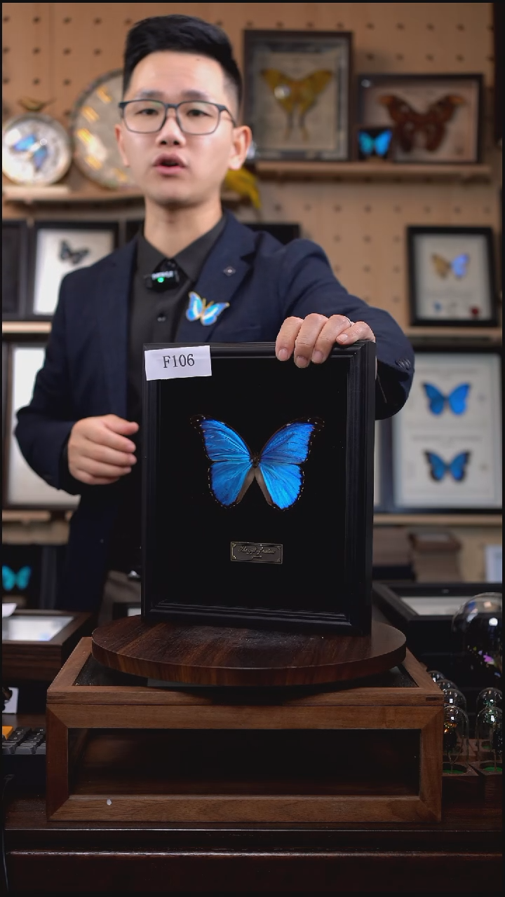 蝴蝶标本摆件竞拍大蓝闪蝶m亚f106