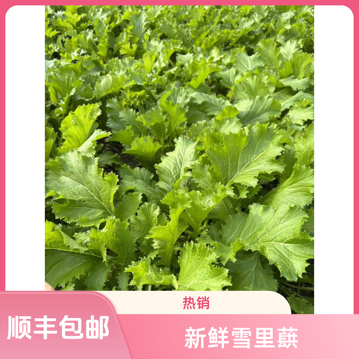 【顺丰】新鲜雪里蕻 苏北雪里蕻雪菜 新鲜采摘