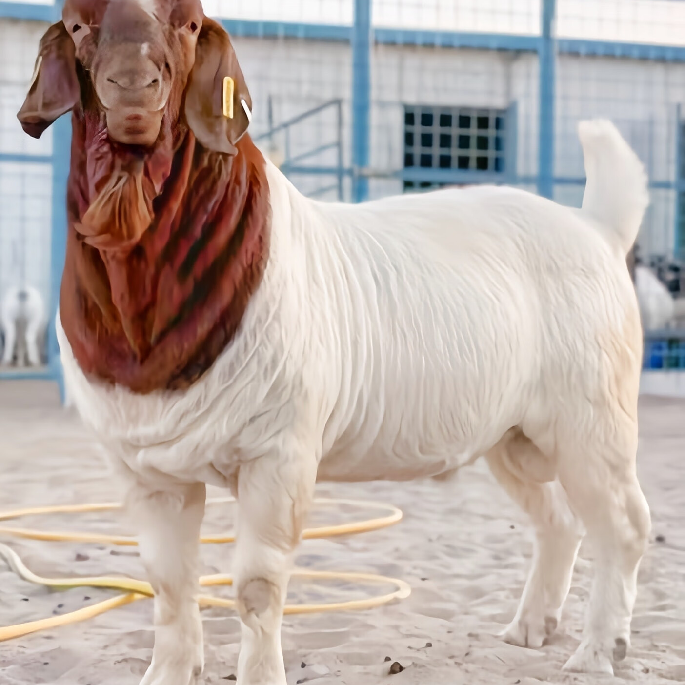  （波尔山羊纯天然养殖）波尔山羊75斤左右带羔母羊