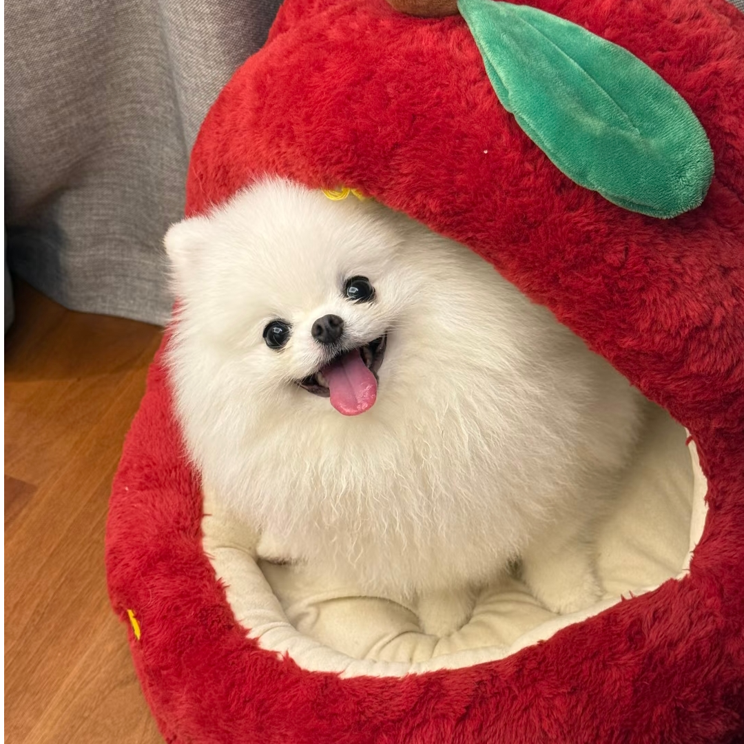 犬心犬意-精品博美犬