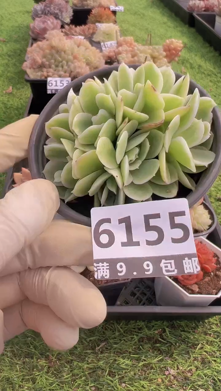 【闪购商品】信福多肉一物一拍