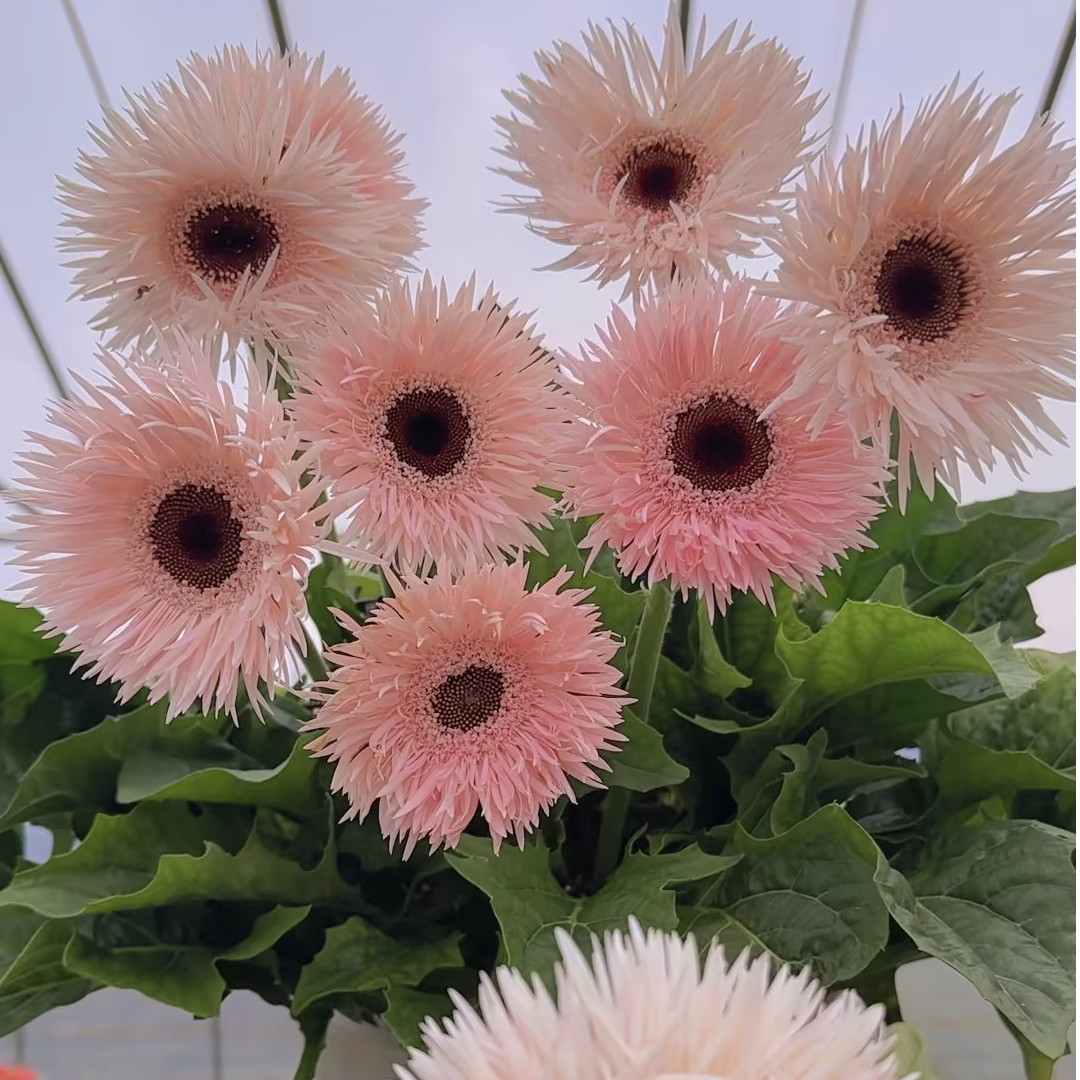 虹越 | 非洲菊多年生盆栽苗阳台庭院开花植物耐寒四季爆花机器