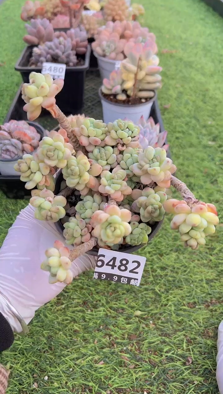 【闪购商品】信福多肉一物一拍