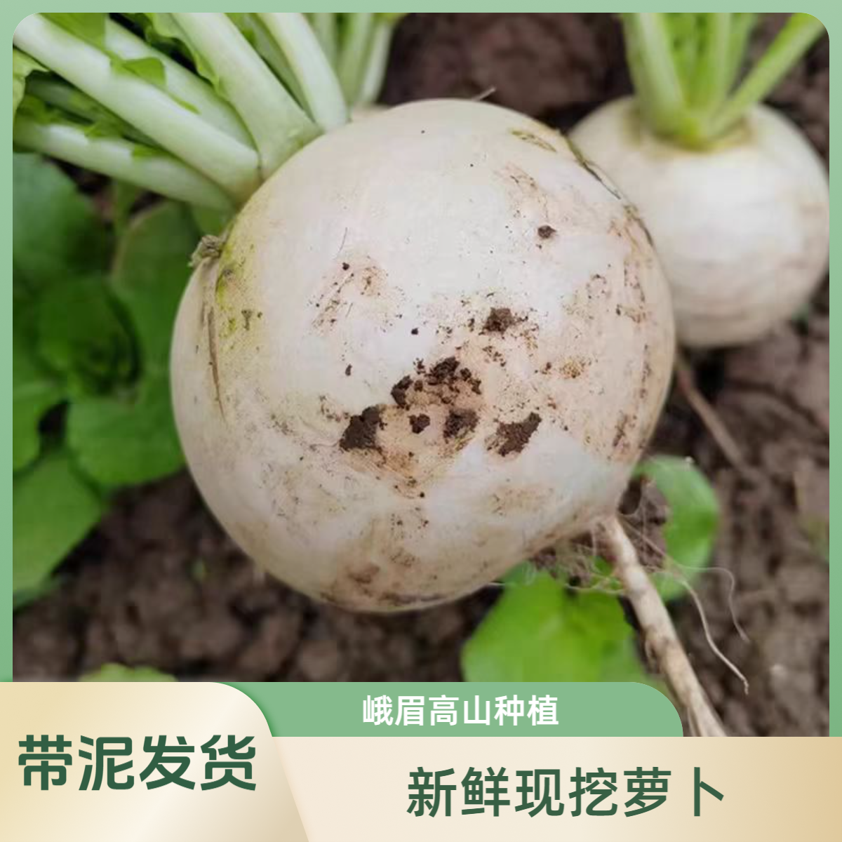 峨眉山高海拔种植四川农家高山圆白萝卜新鲜脆嫩不空心应季蔬菜