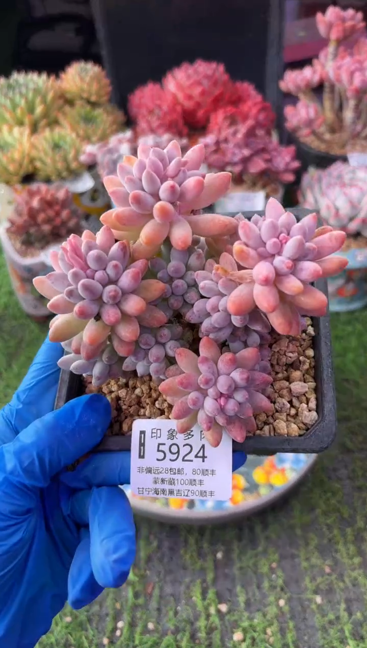昆明印象多肉5924