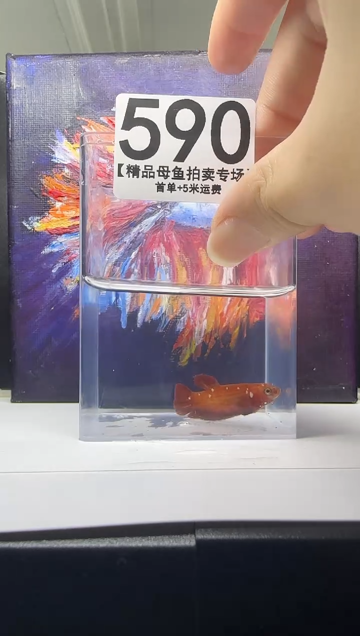 斗鱼母鱼编号：590
