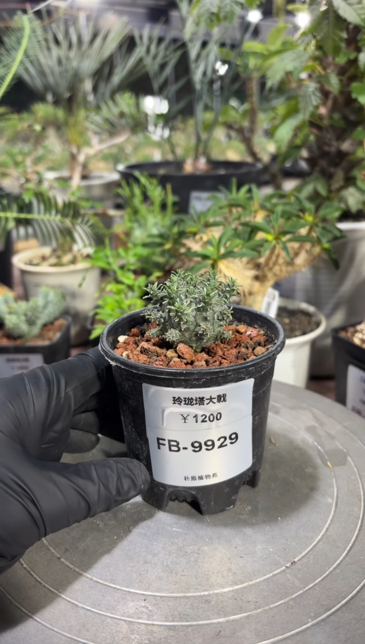 玲珑塔大戟FB-9929