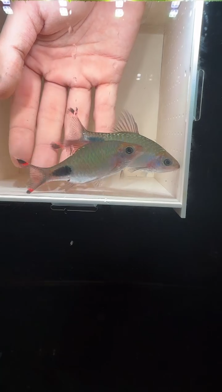 工具鱼红杂蓝1111