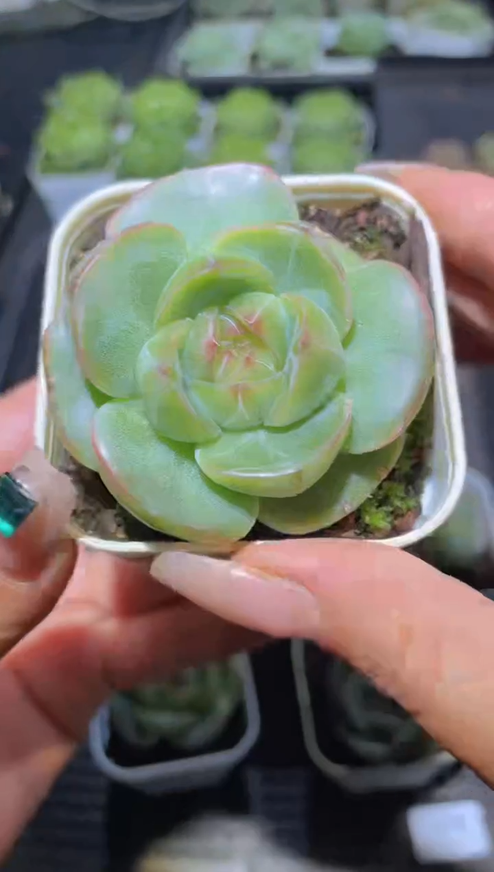 078翡灯量拍随机发一颗